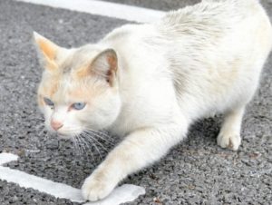 沖縄県豊見城市で猫の不審死が起きた理由や真相は？経緯や周辺の類似事件も調査